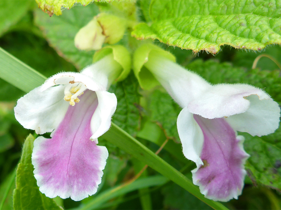 Pair of flowers