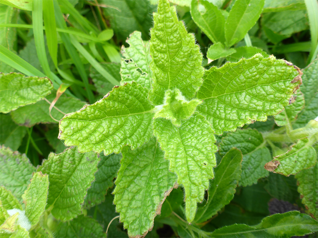 Young leaves