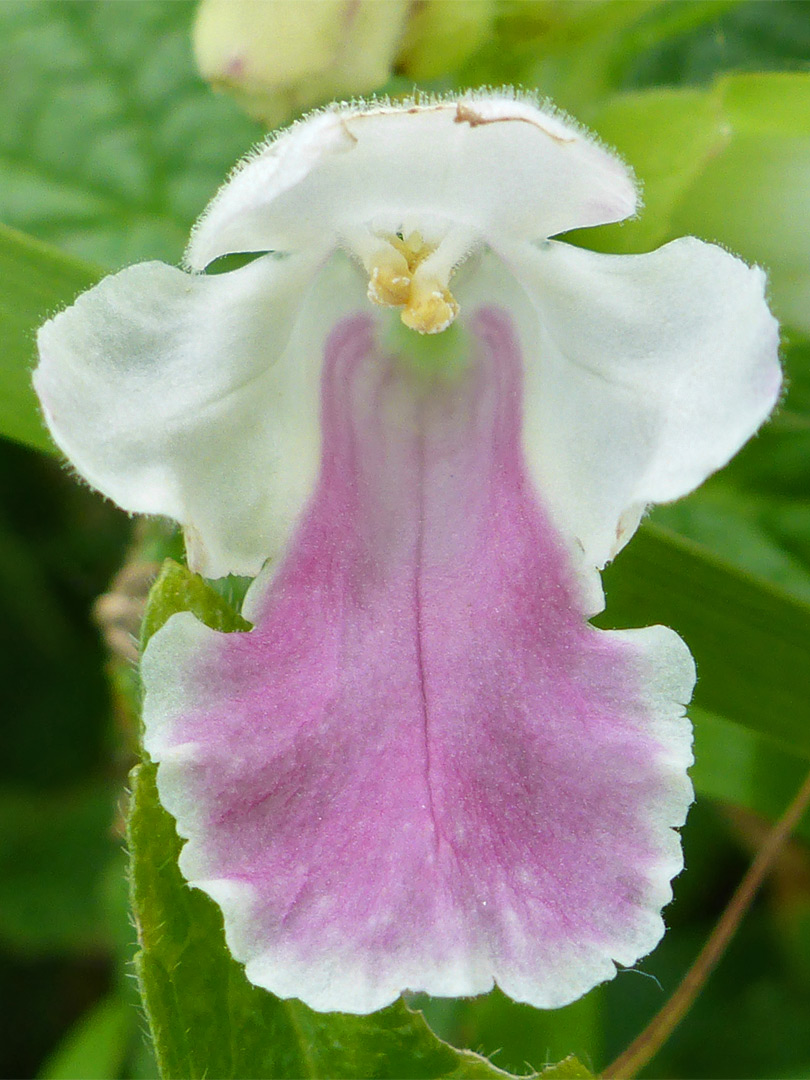 Purple/white petal