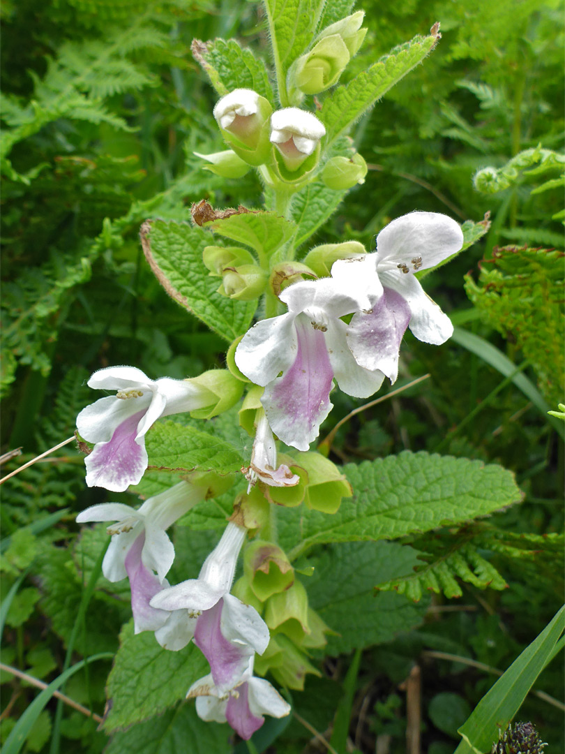 Leaves and flowers