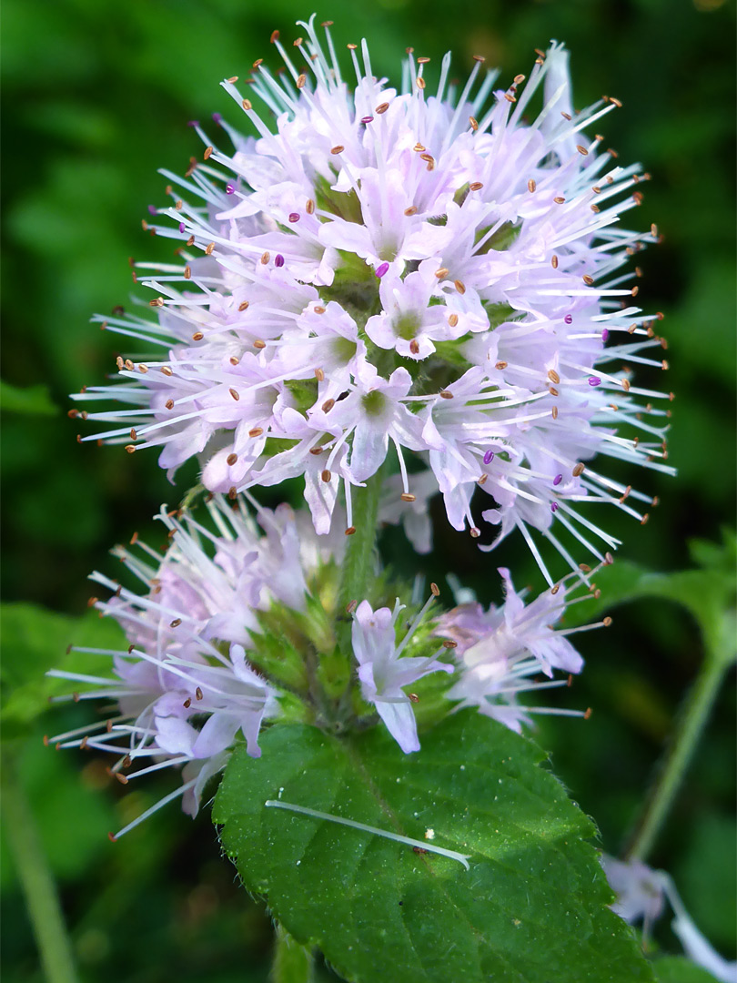 Pale pink flowers