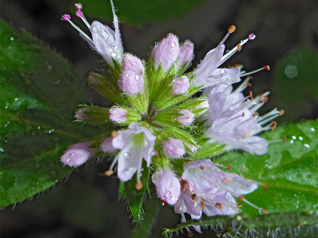 Pink buds and flowers