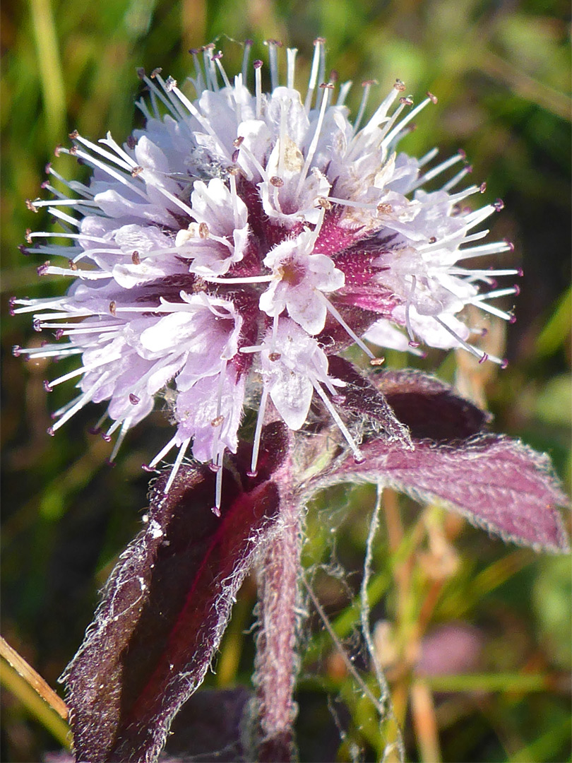 Purple leaves and calyces