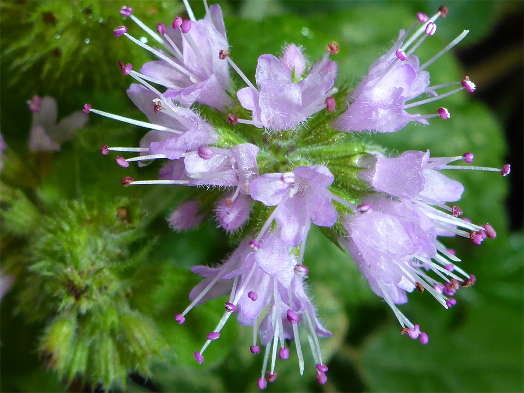 Pale purple flowers