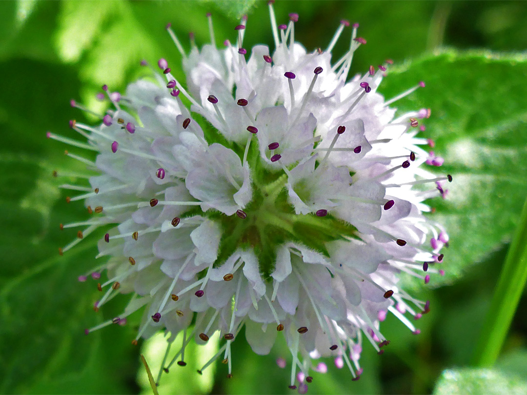 Exserted stamens