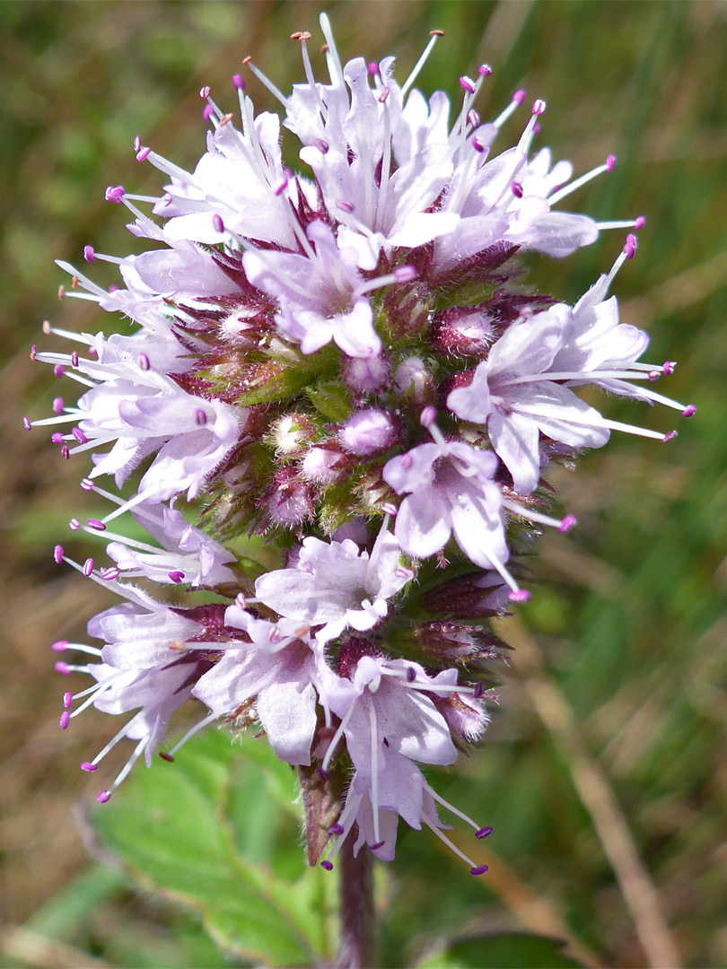 Pale pink flowers