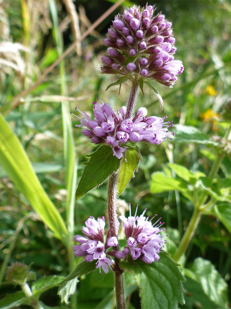 Three clusters