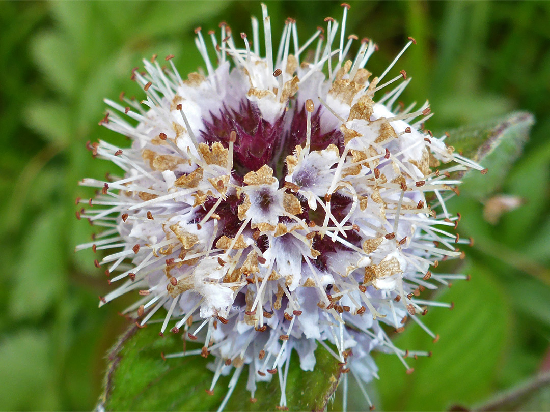 Spherical cluster