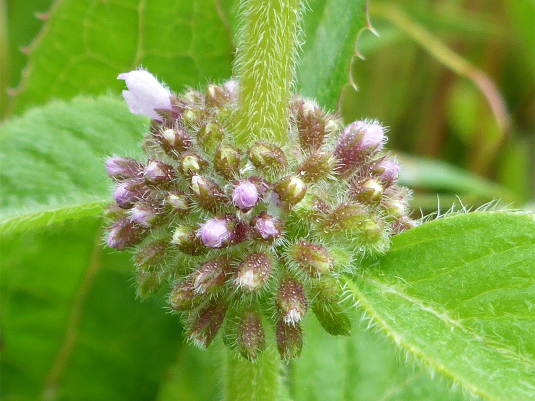 Developing inflorescence