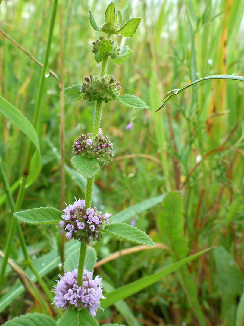 Clustered flowers