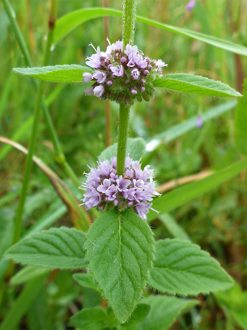 Two flower clusters