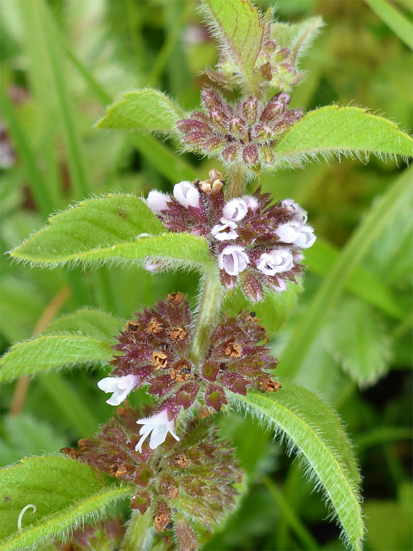 Leaves and flowers