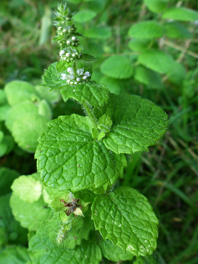 Sparsely hairy leaves