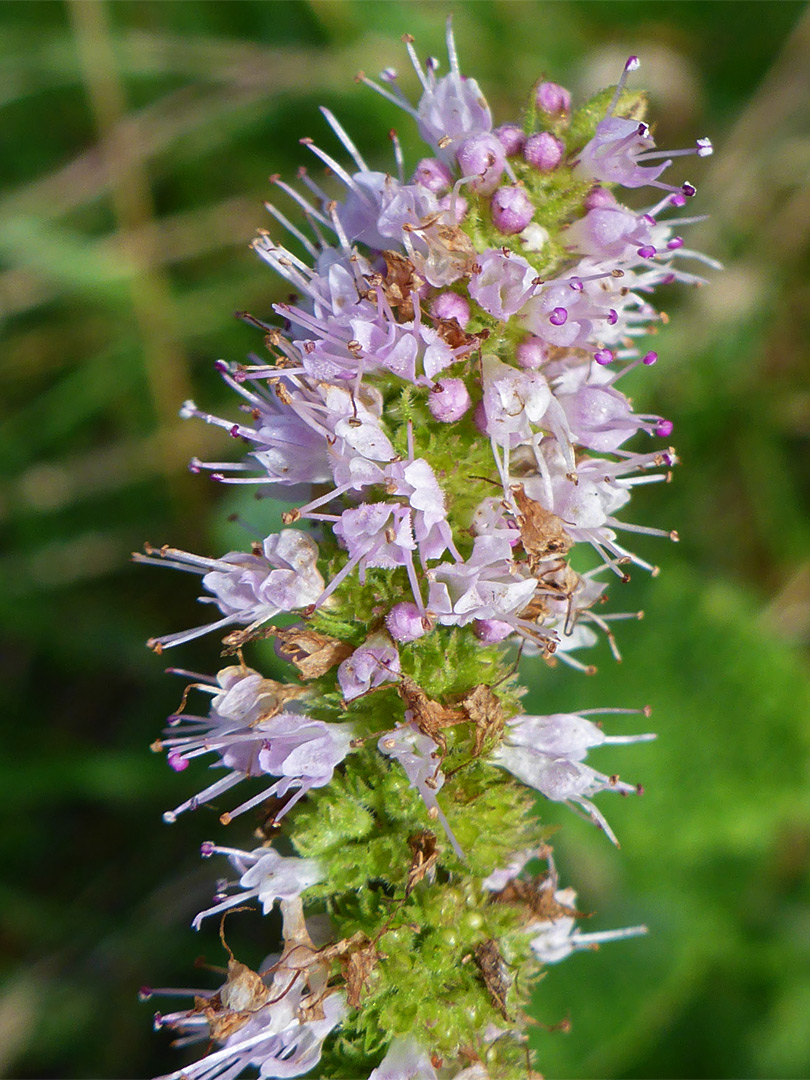 Pale pink flowers