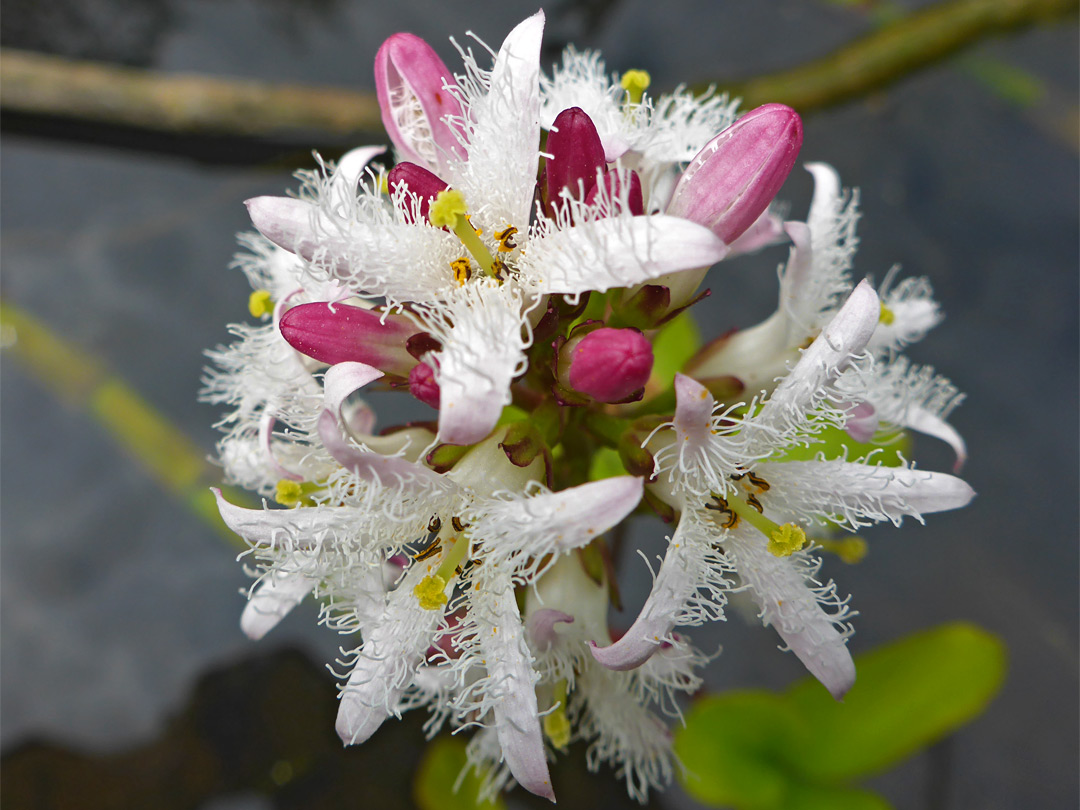 Compact flower cluster