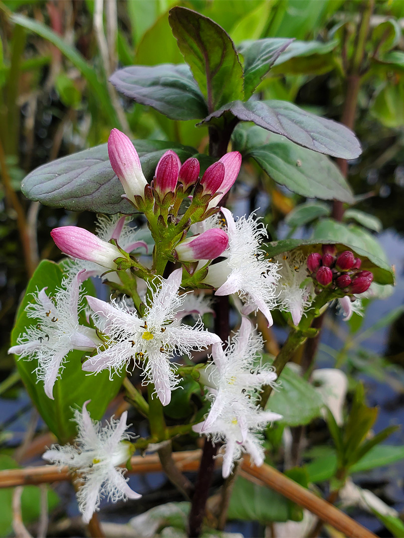 Frilly flowers