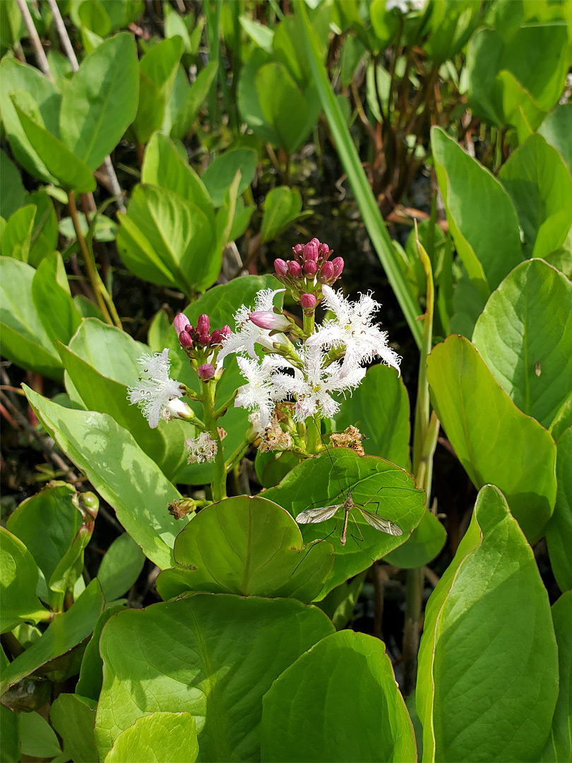 Leaves and flowers