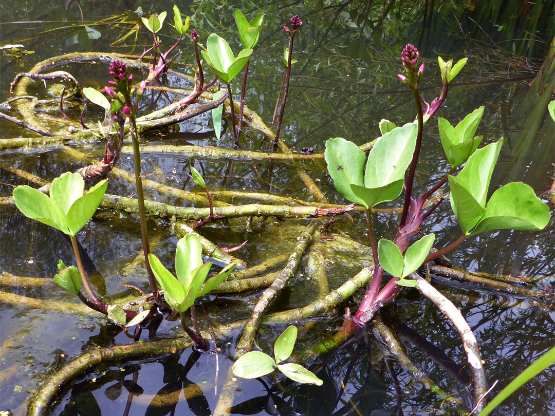 Trailing stems