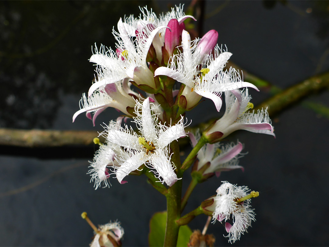 Frilly flowers