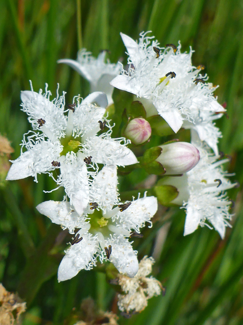 Bogbean