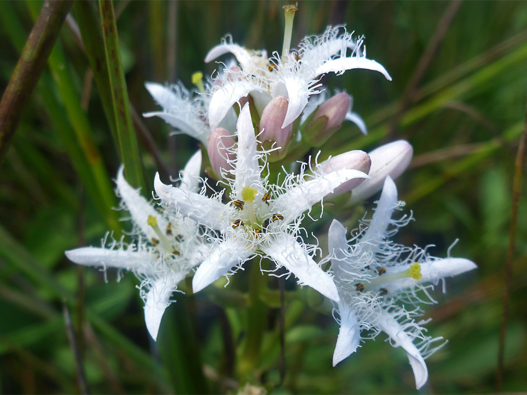 Frilly white flowers