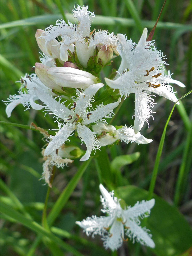 Pure white flowers