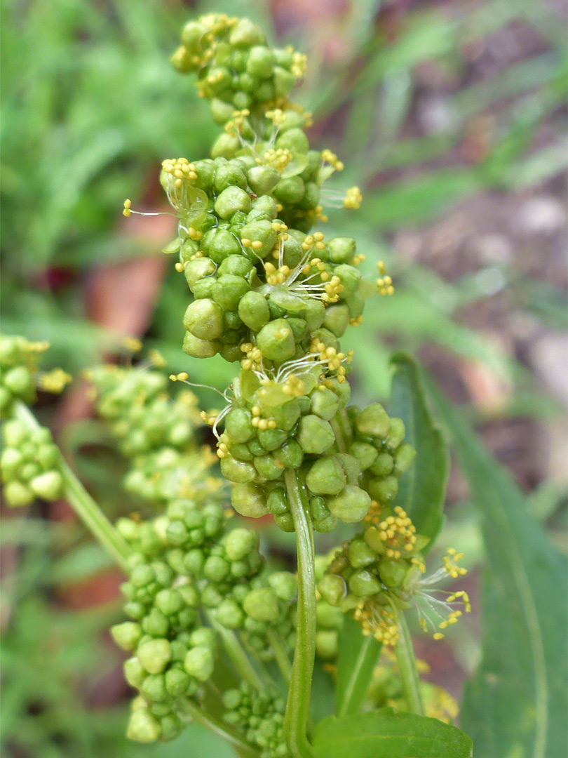 Inflorescence