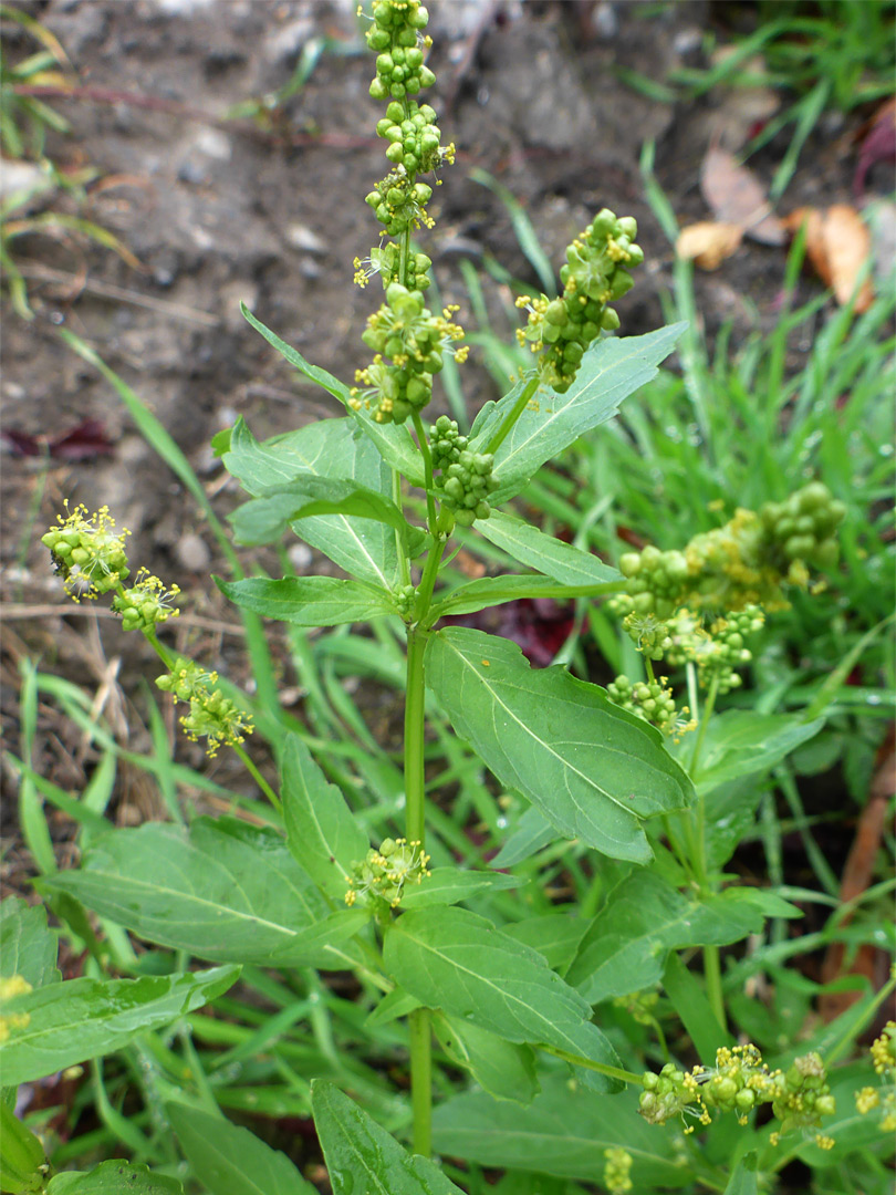 Branched stem