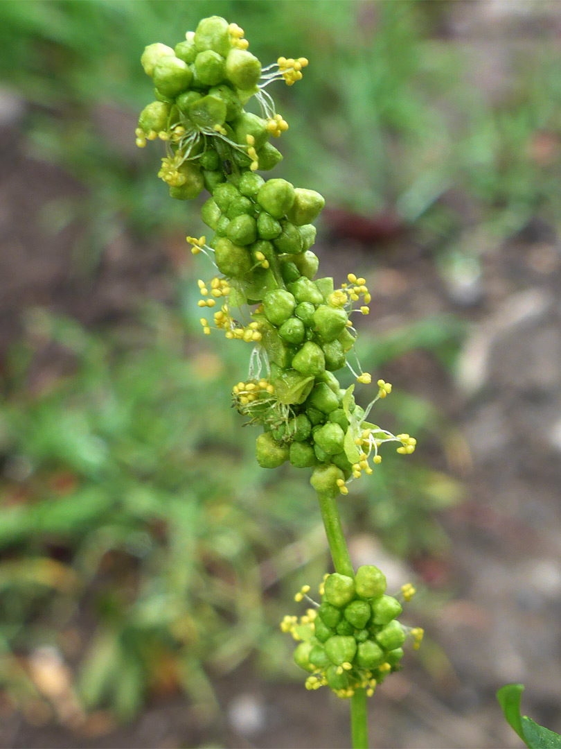 Yellow anthers