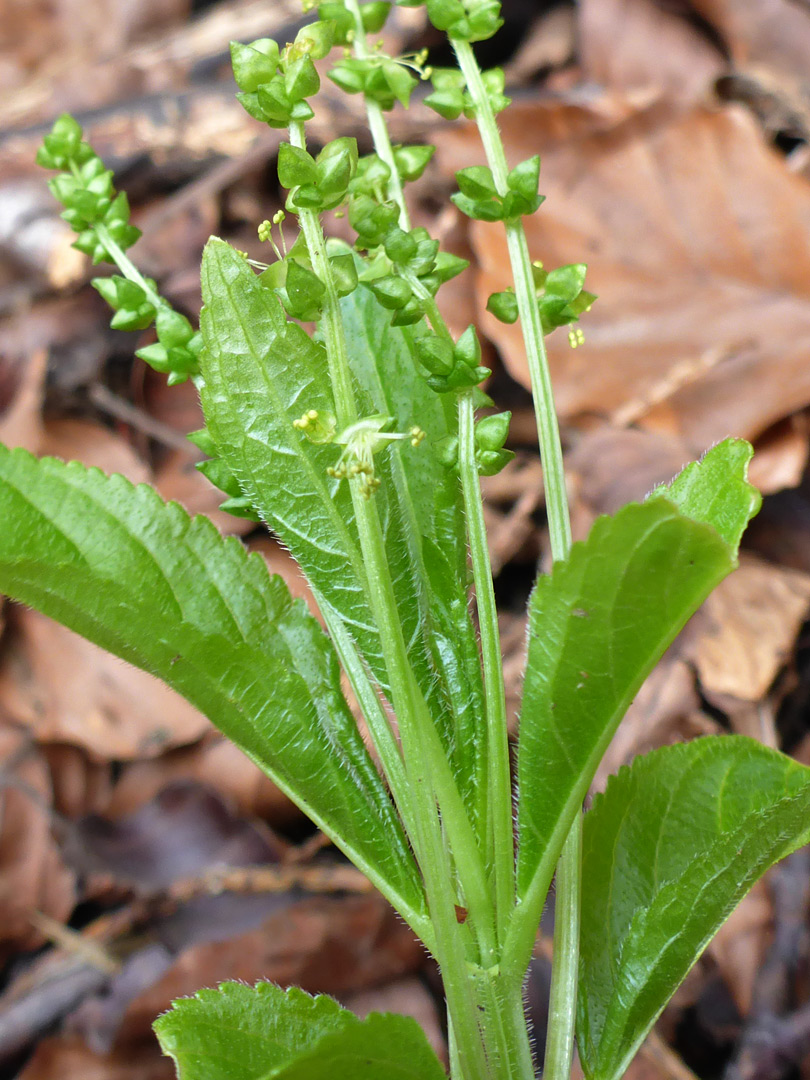 Flowers and leaves