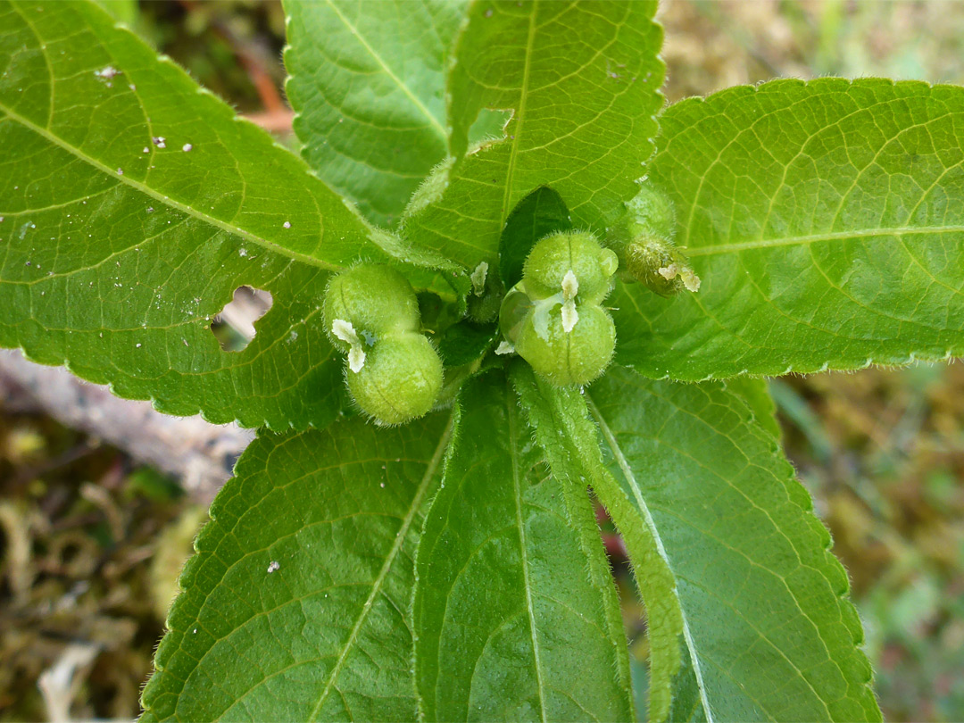 Green fruits