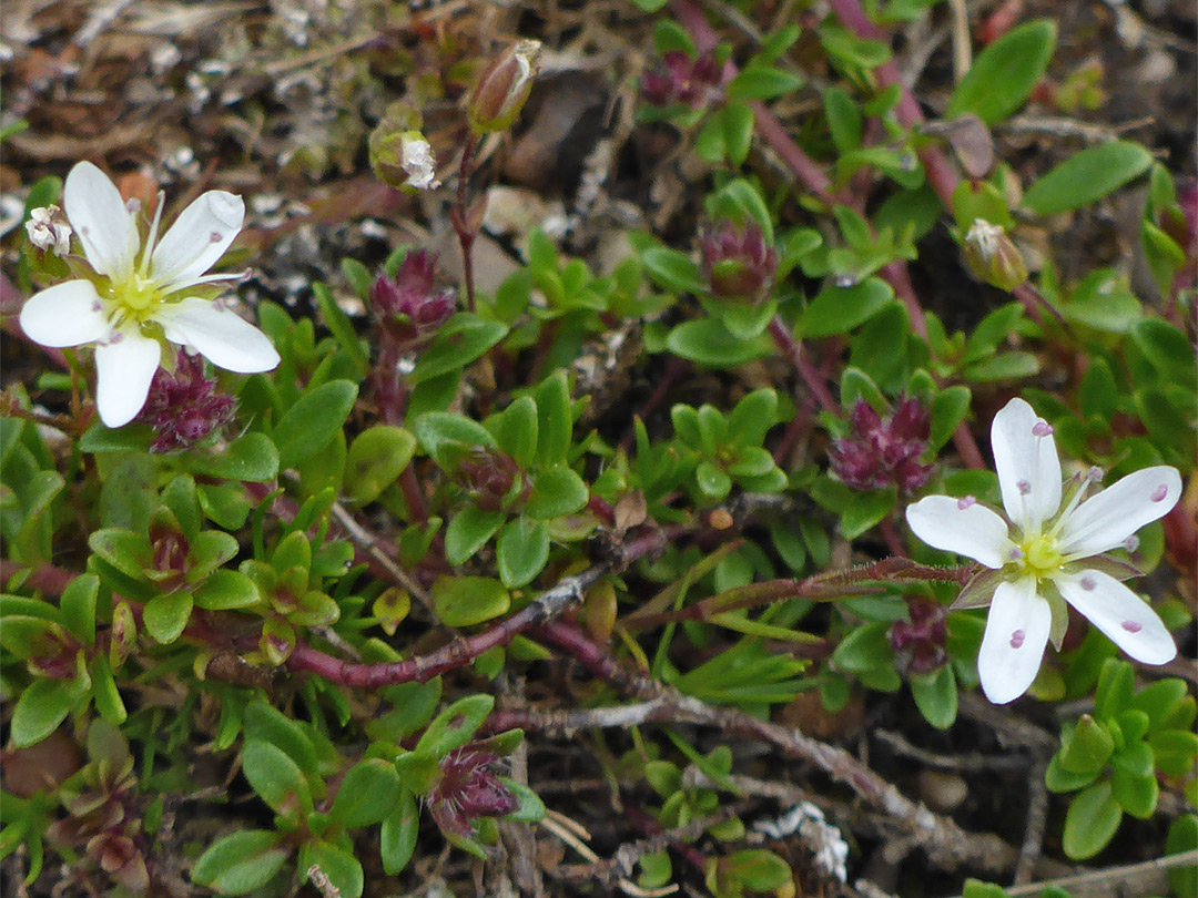 Leaves and flowers