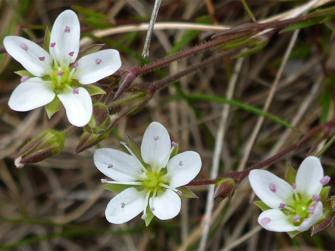 Three flowers