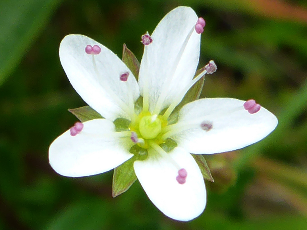 Purple anthers