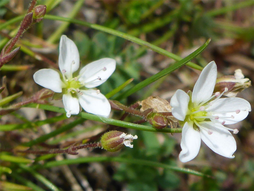 Two flowers