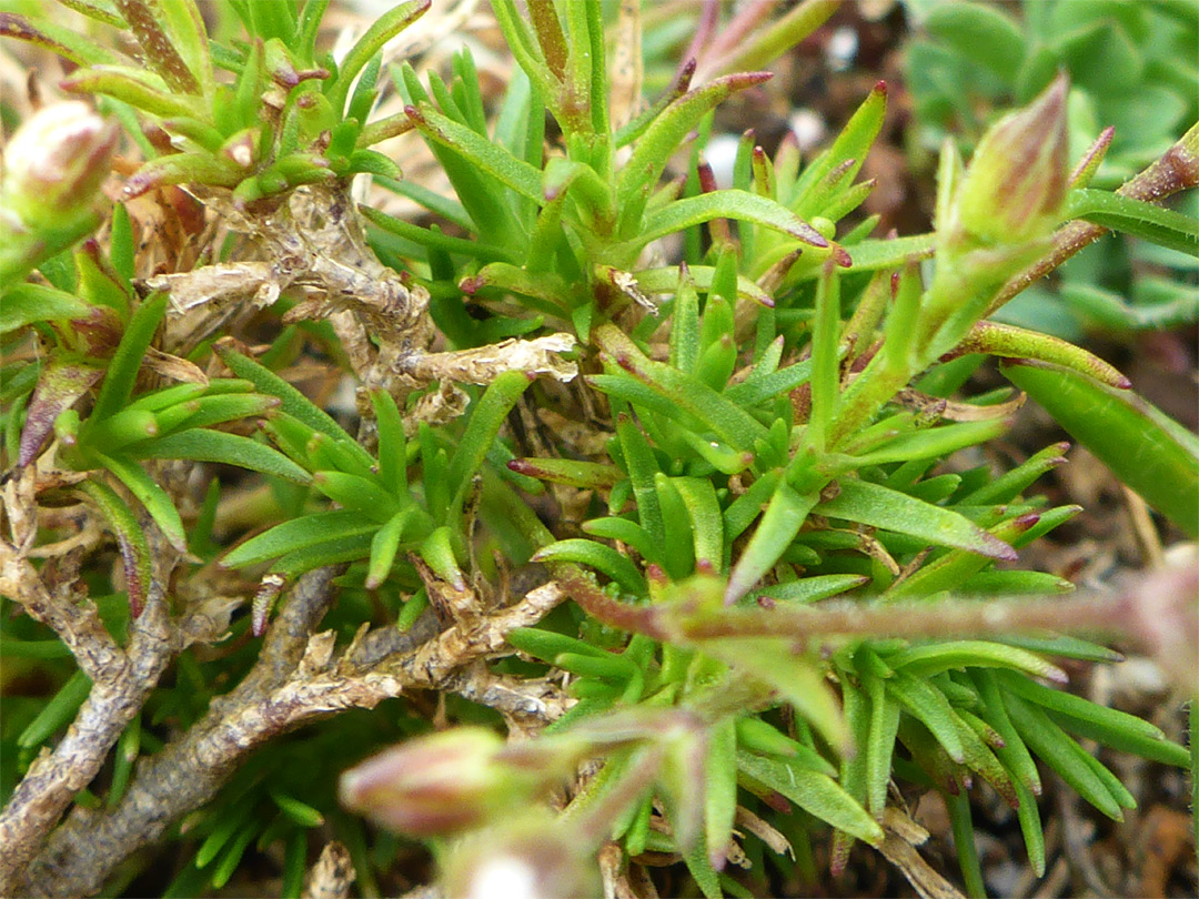 Narrow leaves