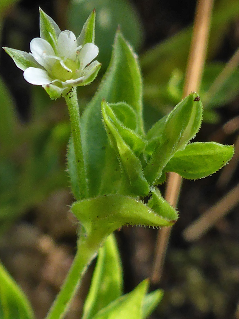 Flower and leaves