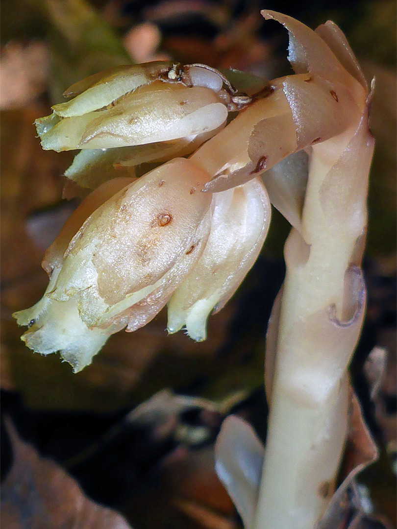 Pale pink inflorescence