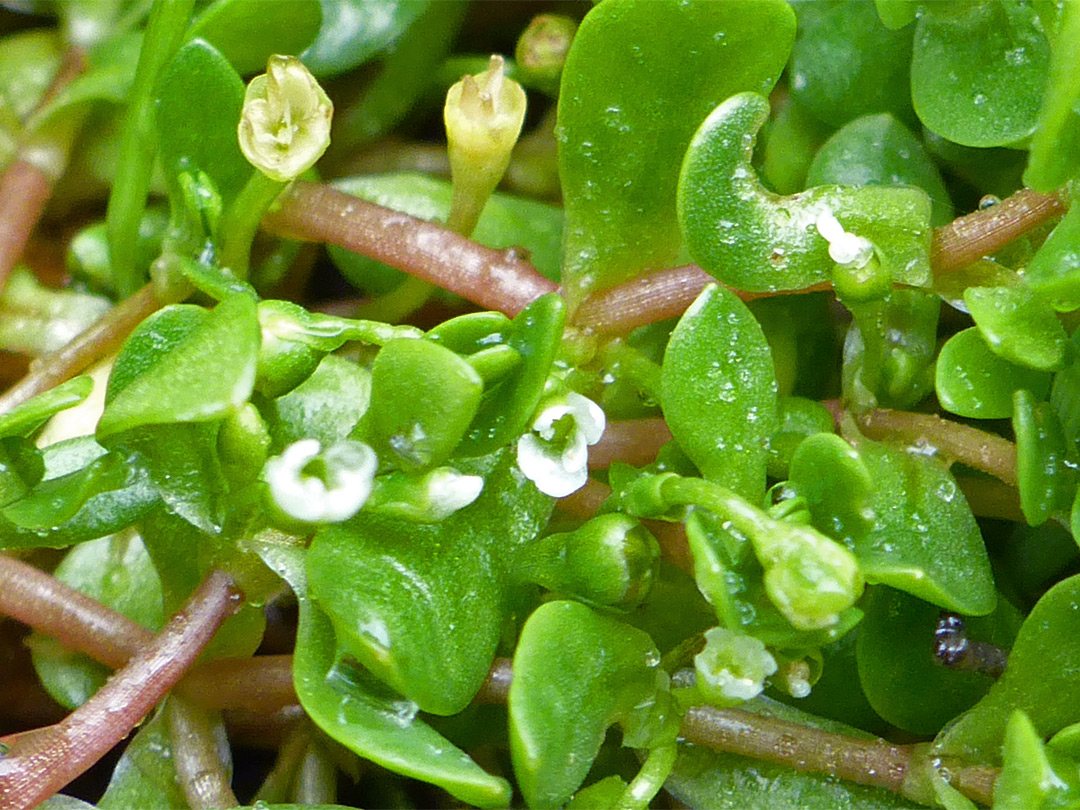 Tiny white flowers