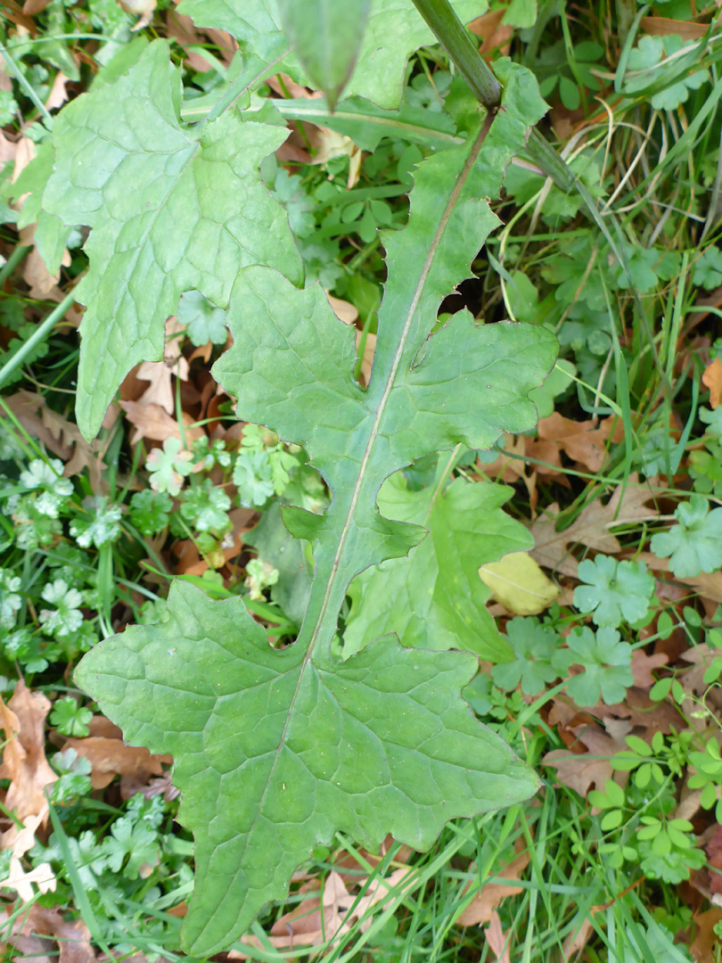 Lobed leaf