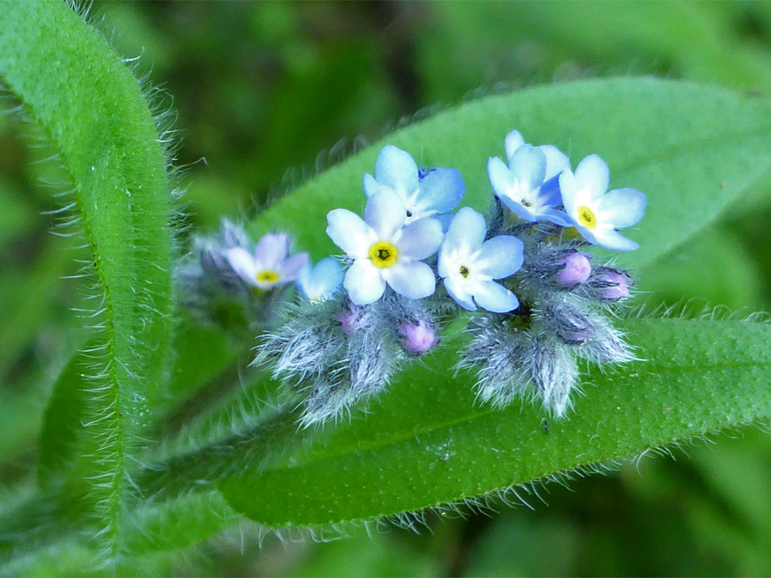 Pale blue flowers