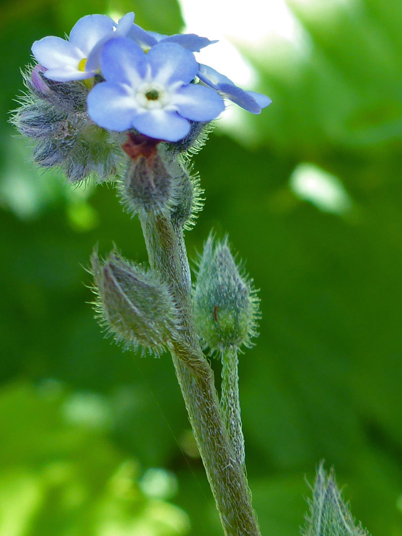 Buds and flowers