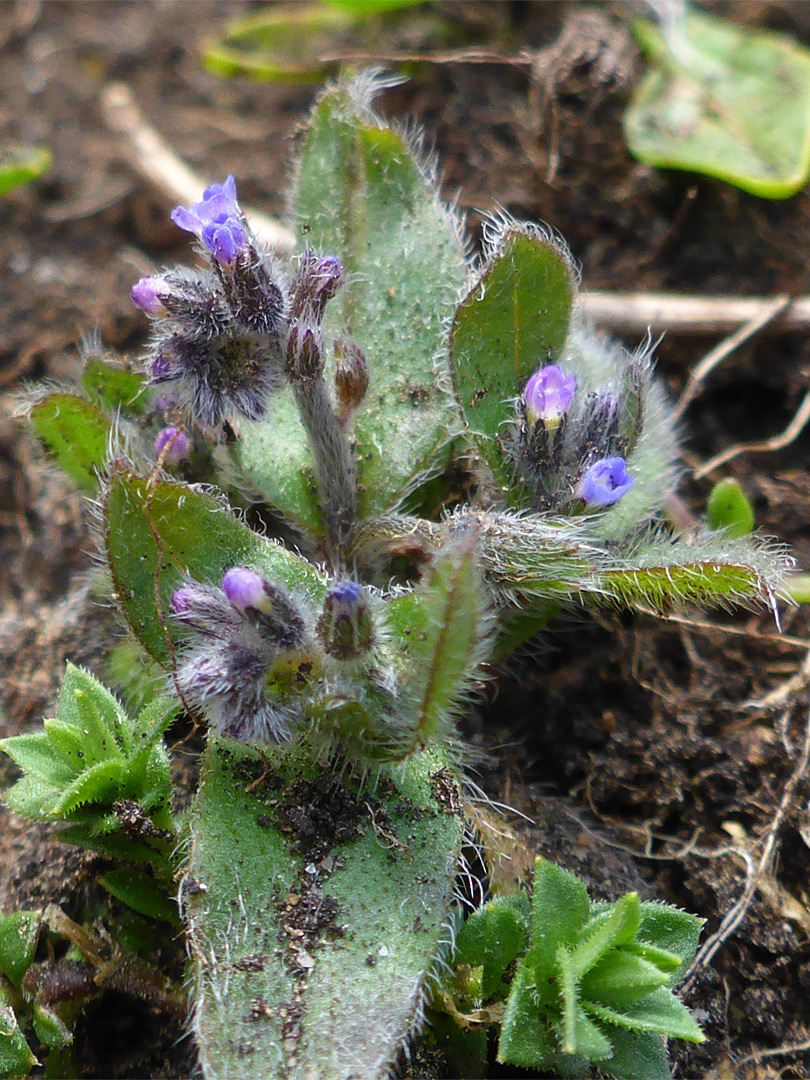 Flowers and leaves