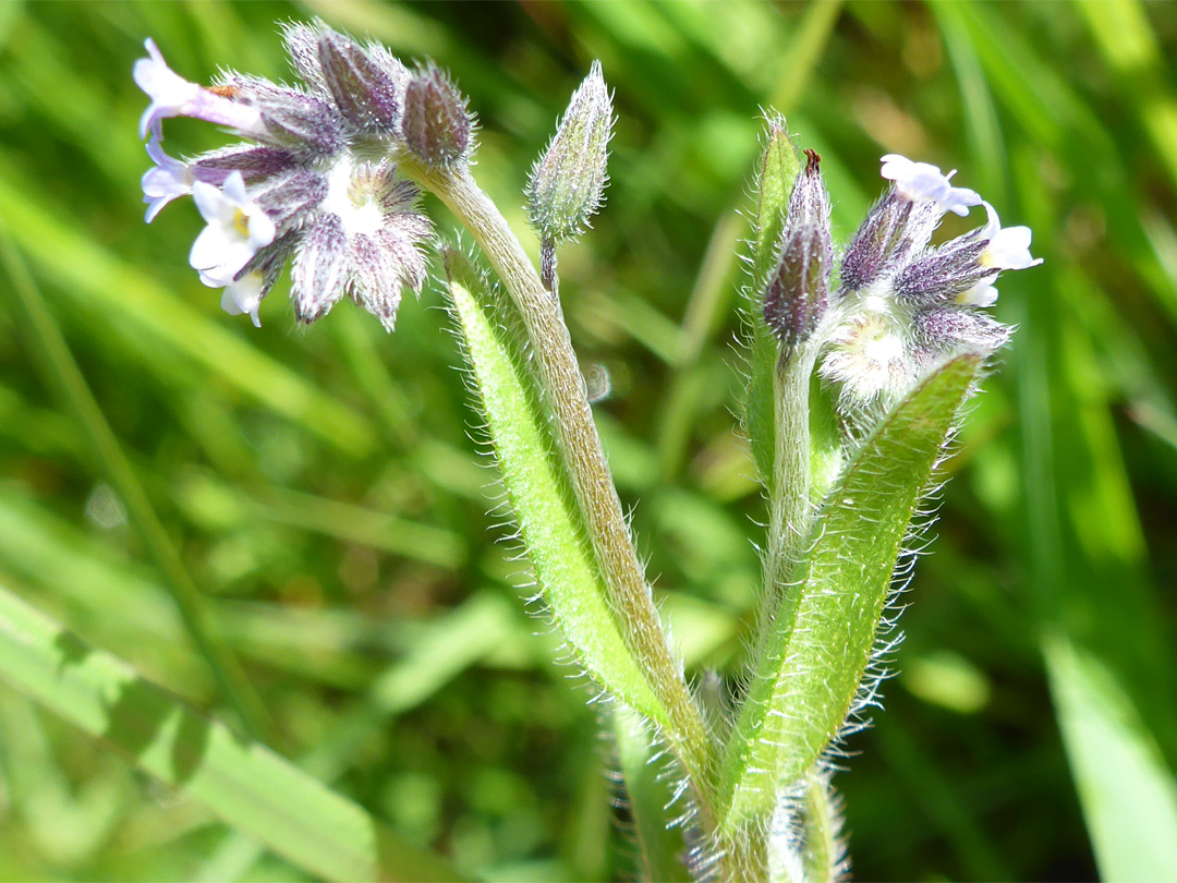 Leaves and flowers