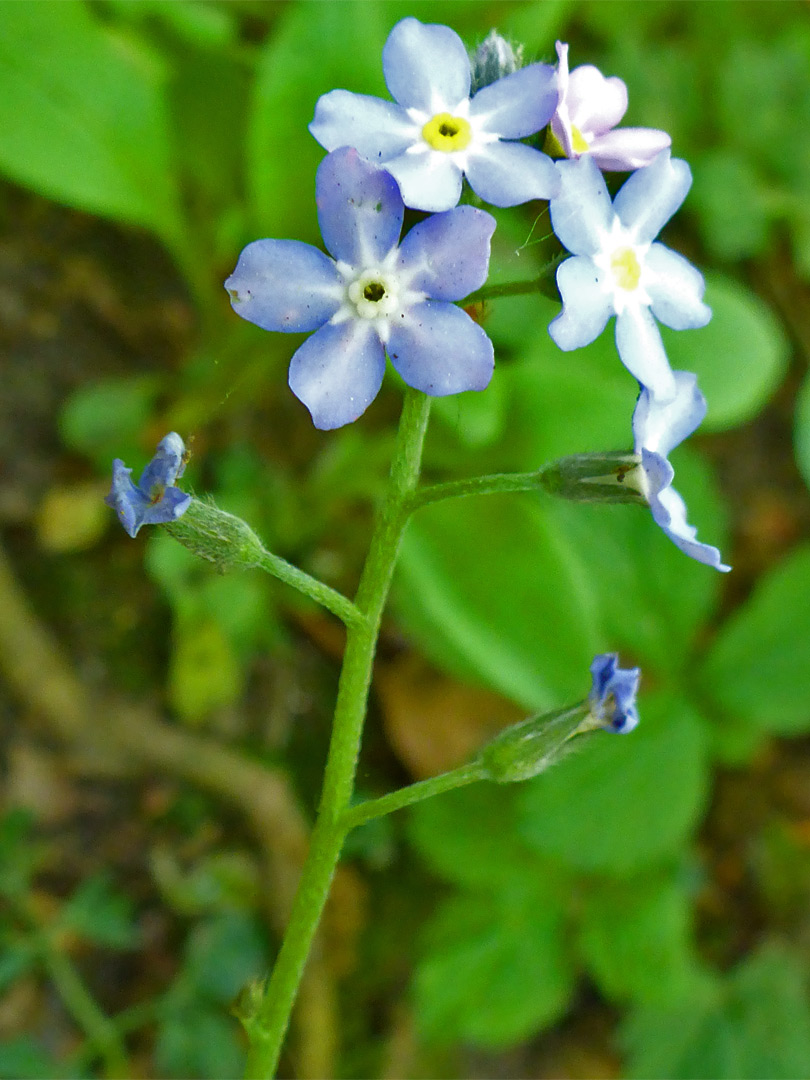 Pale blue flowers