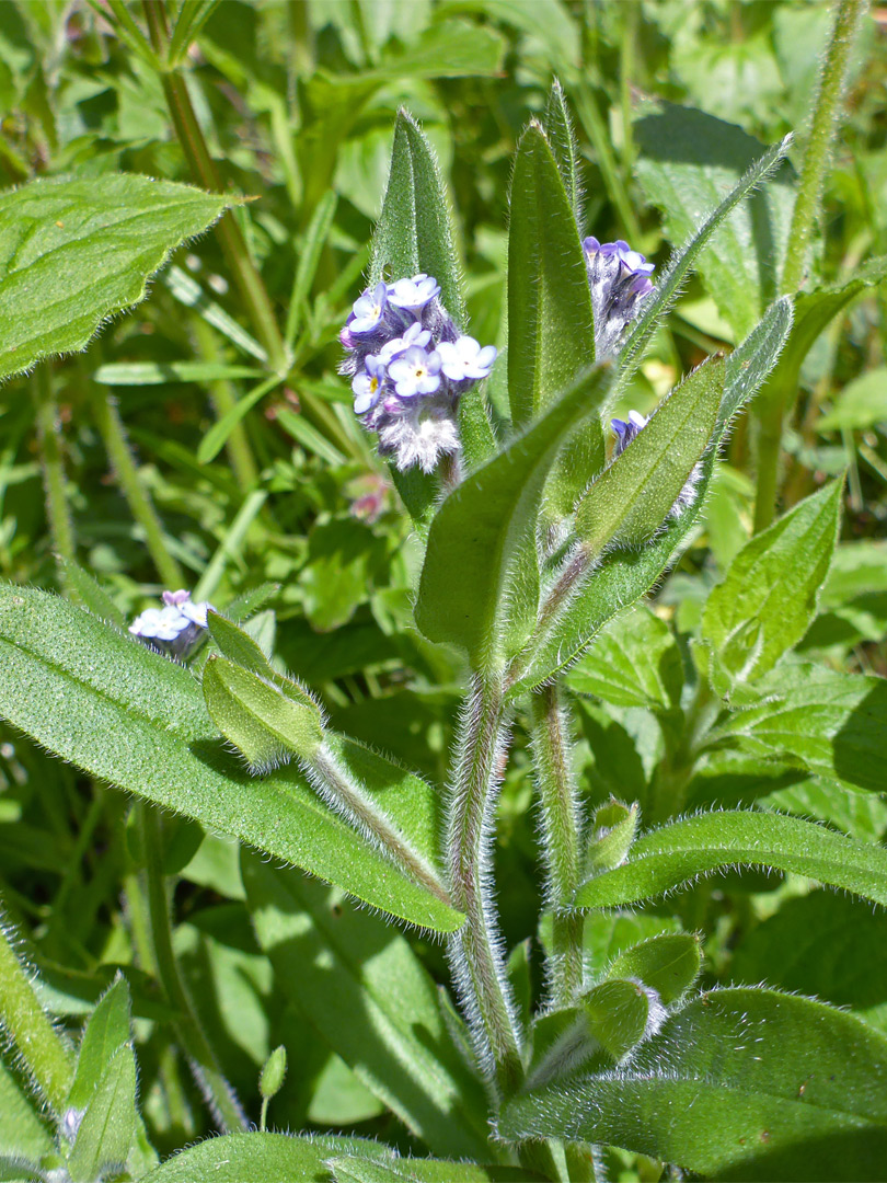 Leaves and flowers