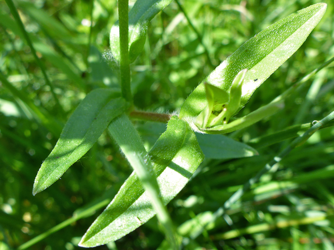 Leaves with appressed hairs