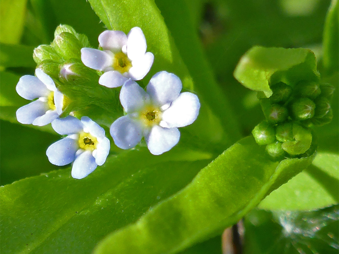 Pale blue flowers