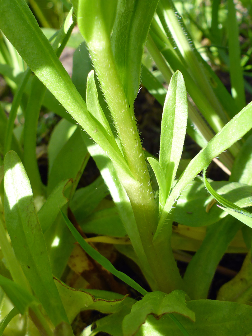 Hairy stem