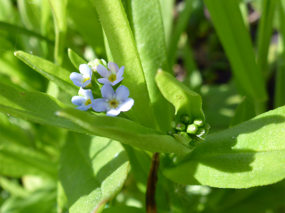 Small flower cluster